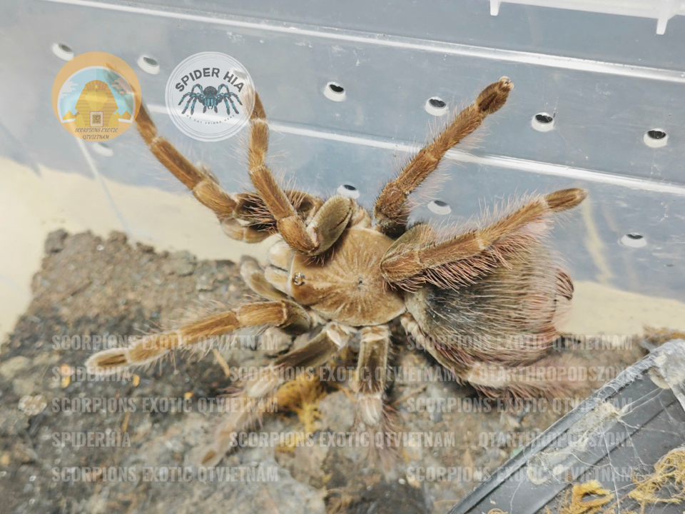 Pamphobeteus sp Mascara-duoc-ban-tai-QTArthropodszone (Scorpions Exotic QTVietNam & SpiderHia)