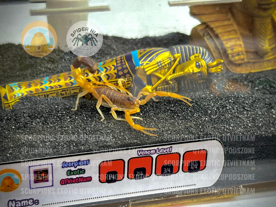 Parabuthus liosoma-duoc-ban-tai-QTArthropodszone (Scorpions Exotic QTVietNam & SpiderHia)