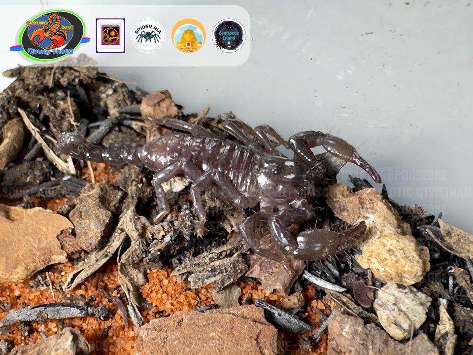 Pandinurus exitialis (Pandinus exitialis)-duoc-ban-tai-QTArthropodszone (Scorpions Exotic QTVietNam & SpiderHia)