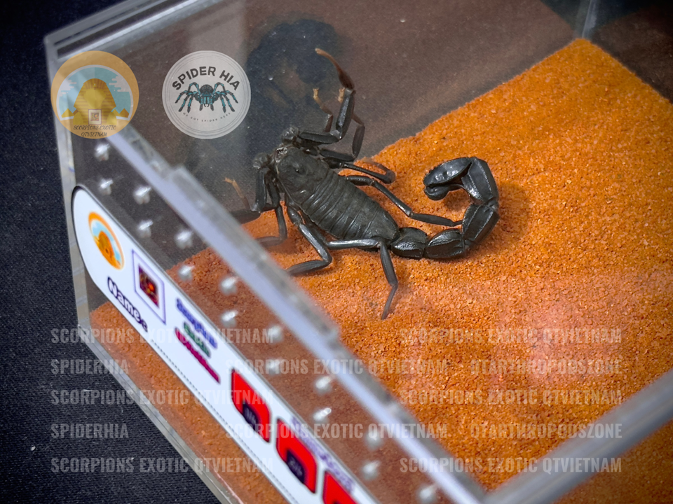 Super Tank Mica MQTA06-duoc-ban-tai-QTArthropodszone (Scorpions Exotic QTVietNam & SpiderHia)