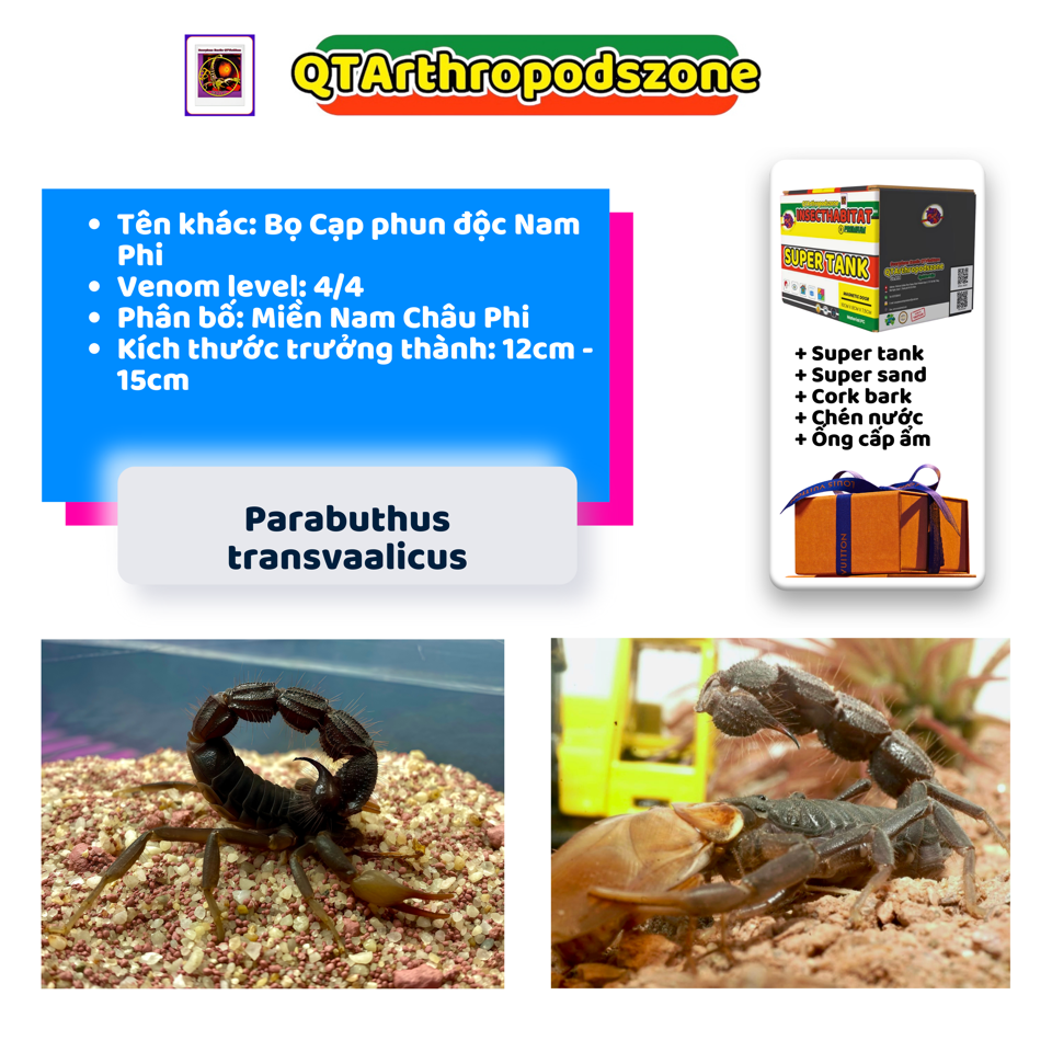 Parabuthus transvaalicus -duoc-ban-tai-QTArthropodszone (Scorpions Exotic QTVietNam & SpiderHia)