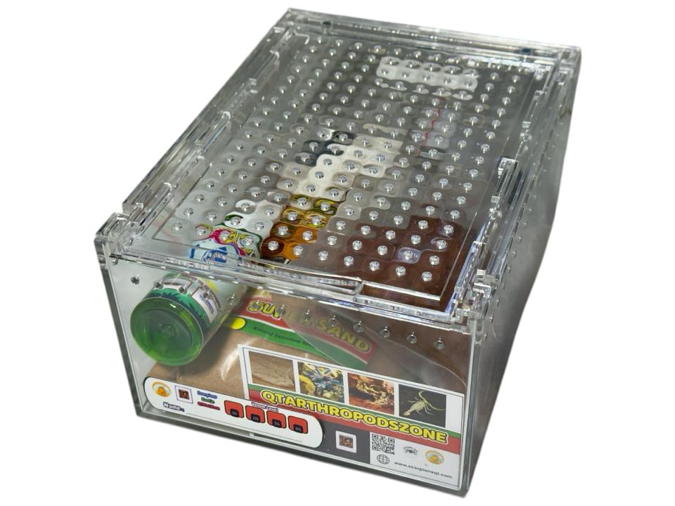 Hadogenes paucidens (Bọ Cạp Đá Nam Phi)-duoc-ban-tai-QTArthropodszone (Scorpions Exotic QTVietNam & SpiderHia)