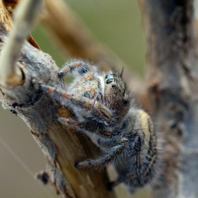 Phidippus texanus-duoc-ban-tai-QTArthropodszone (Scorpions Exotic QTVietNam & SpiderHia)