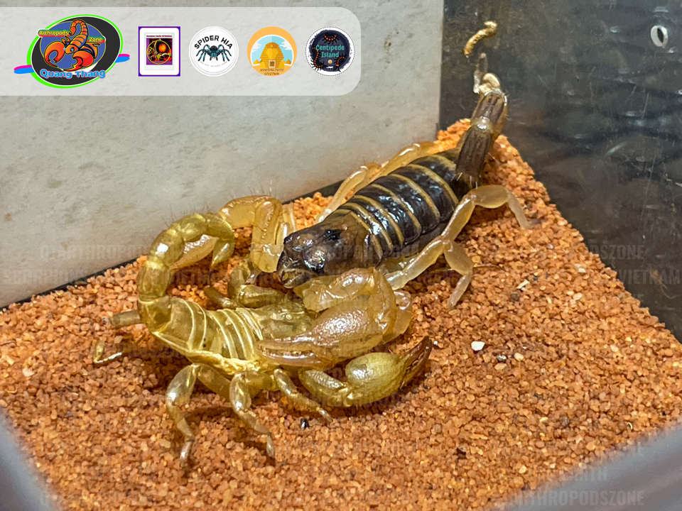 Opistophthalmus boehmi-duoc-ban-tai-QTArthropodszone (Scorpions Exotic QTVietNam & SpiderHia)