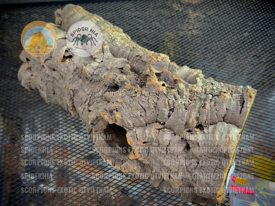 Cork Bark (Tubes)-duoc-ban-tai-QTArthropodszone (Scorpions Exotic QTVietNam & SpiderHia)
