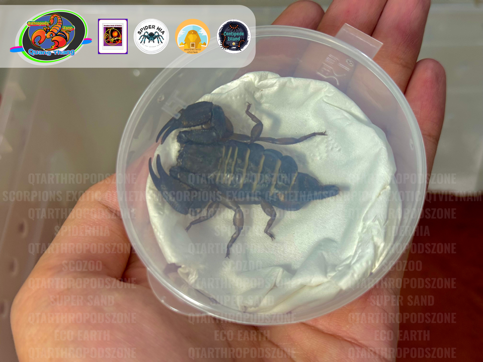 Hadogenes paucidens (Bọ Cạp Đá Nam Phi)-duoc-ban-tai-QTArthropodszone (Scorpions Exotic QTVietNam & SpiderHia)