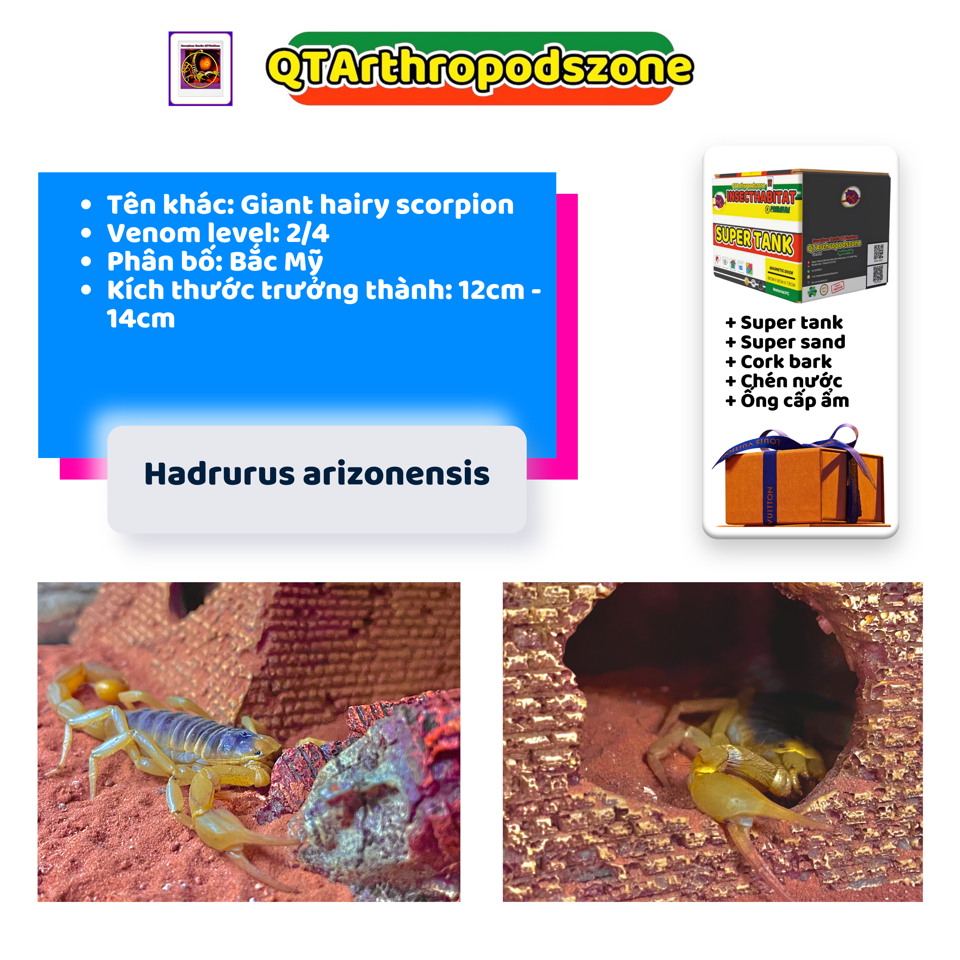 Hadrurus arizonesis-duoc-ban-tai-QTArthropodszone (Scorpions Exotic QTVietNam & SpiderHia)