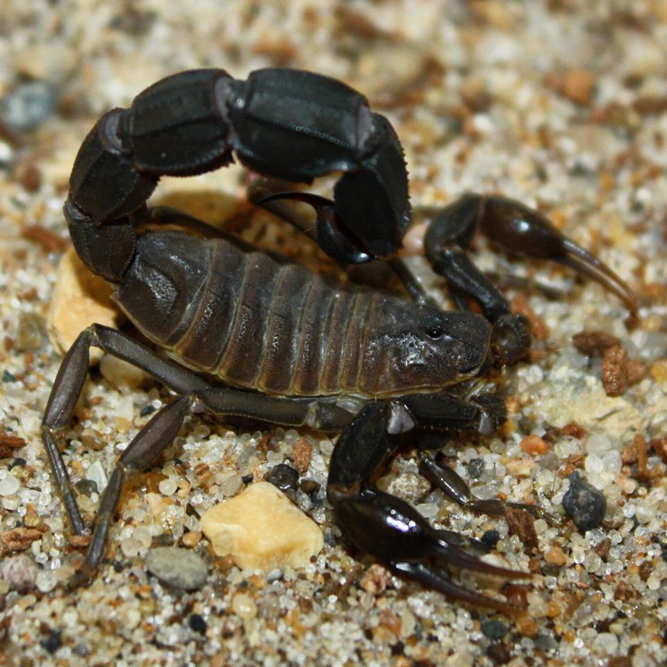 Androctonus baluchicus "Bright" morph-duoc-ban-tai-QTArthropodszone (Scorpions Exotic QTVietNam & SpiderHia)