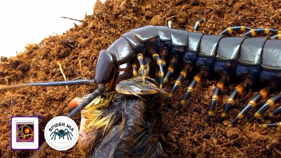 Scolopendra gigantea "Black" morph-duoc-ban-tai-QTArthropodszone (Scorpions Exotic QTVietNam & SpiderHia)