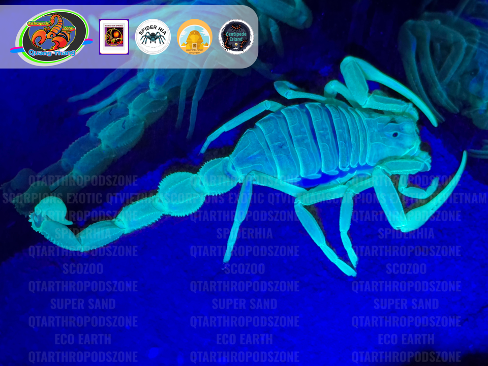 Apistobuthus susanae-duoc-ban-tai-QTArthropodszone (Scorpions Exotic QTVietNam & SpiderHia)