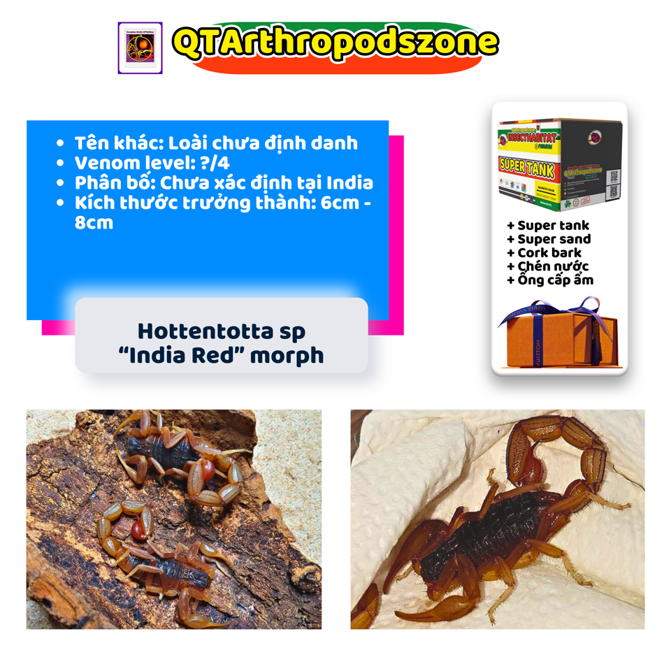Hottentotta sp India "Red" morph-duoc-ban-tai-QTArthropodszone (Scorpions Exotic QTVietNam & SpiderHia)