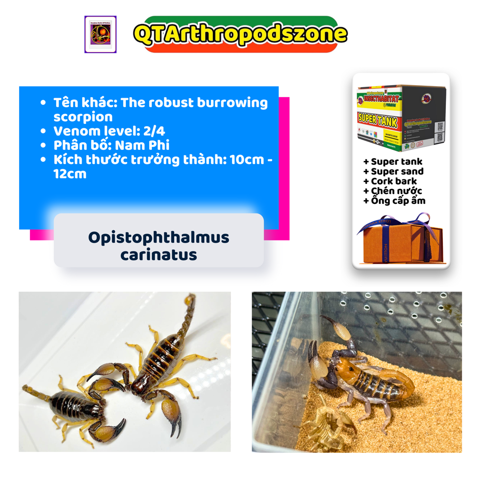 Opistophthalmus carinatus-duoc-ban-tai-QTArthropodszone (Scorpions Exotic QTVietNam & SpiderHia)