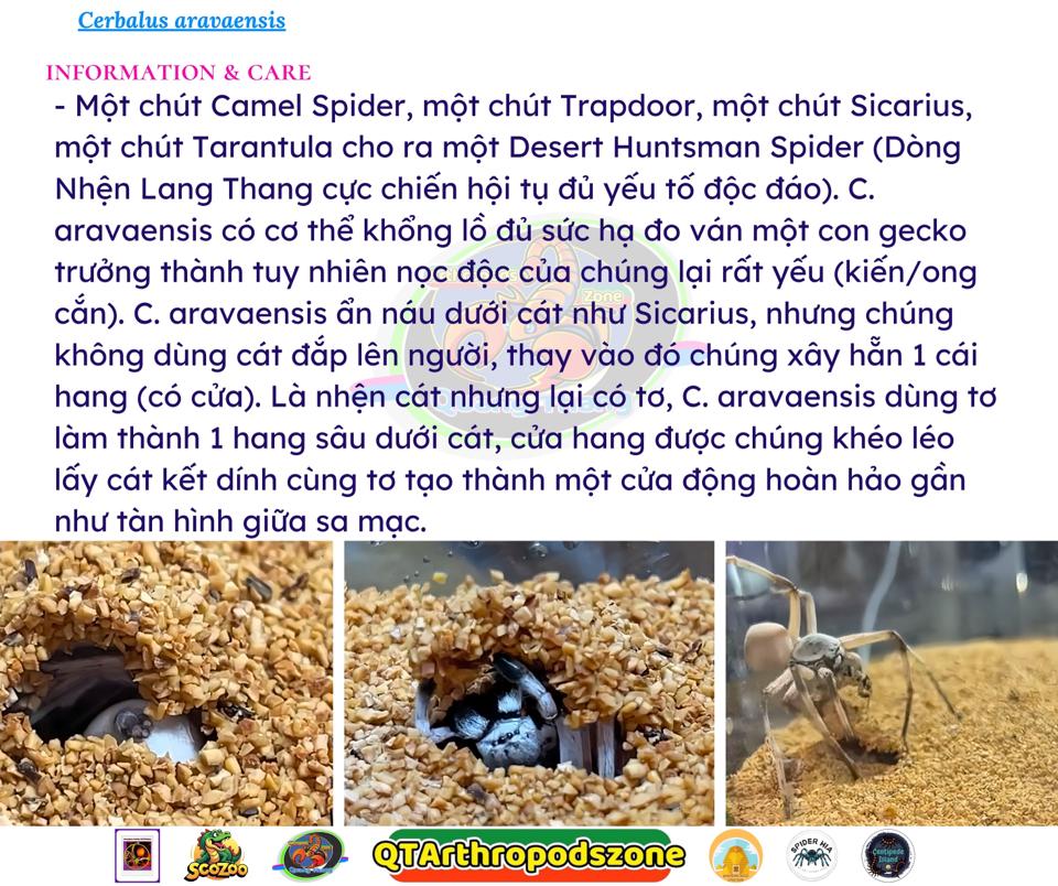Cerbalus aravaensis-duoc-ban-tai-QTArthropodszone (Scorpions Exotic QTVietNam & SpiderHia)