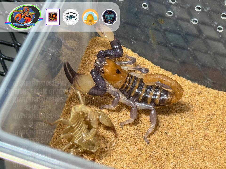 Opistophthalmus carinatus-duoc-ban-tai-QTArthropodszone (Scorpions Exotic QTVietNam & SpiderHia)