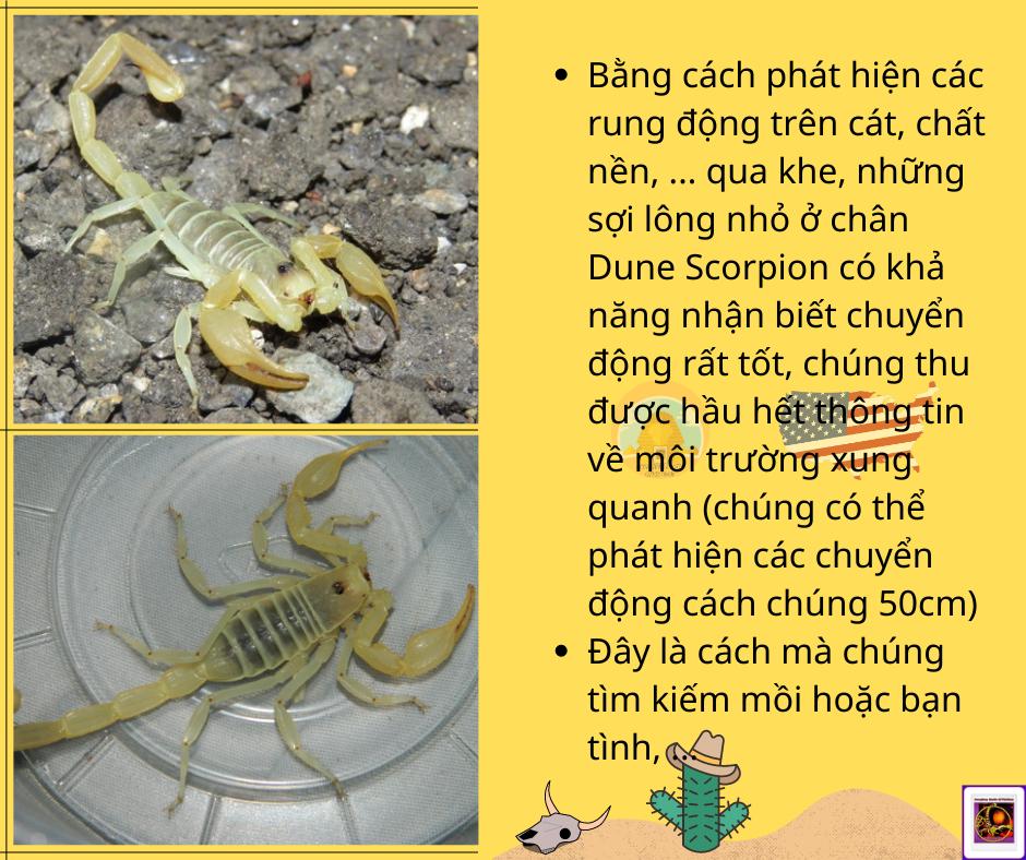 Smeringurus mesaensis - Dune Scorpion-duoc-ban-tai-QTArthropodszone (Scorpions Exotic QTVietNam & SpiderHia)