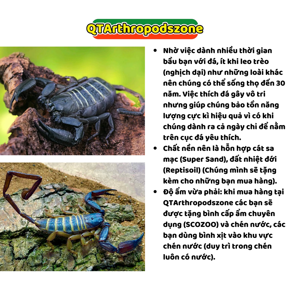 Hadogenes paucidens (Bọ Cạp Đá Nam Phi)-duoc-ban-tai-QTArthropodszone (Scorpions Exotic QTVietNam & SpiderHia)
