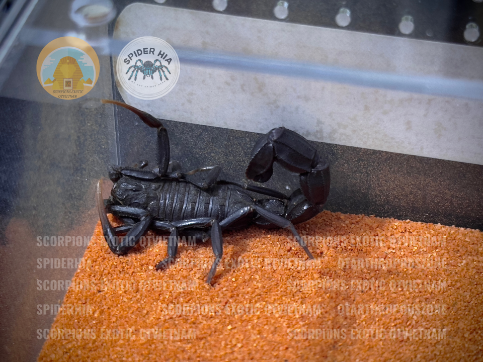 Bộ Kit Nuôi Pets 03 (Bọ Cạp, Tarantula, Isopod, Rết, …) Cao Cấp Chuyên Dụng Chính Hãng QTArthropodszone-duoc-ban-tai-QTArthropodszone (Scorpions Exotic QTVietNam & SpiderHia)
