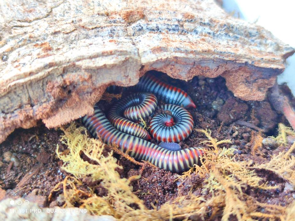 Atopochetus Dollfusi Cuốn Chiếu Cầu Vồng-duoc-ban-tai-QTArthropodszone (Scorpions Exotic QTVietNam & SpiderHia)