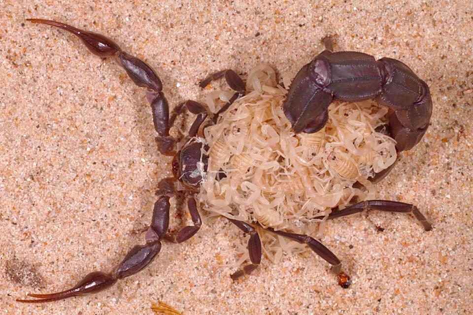 Androctonus baluchicus "Bright" morph-duoc-ban-tai-QTArthropodszone (Scorpions Exotic QTVietNam & SpiderHia)