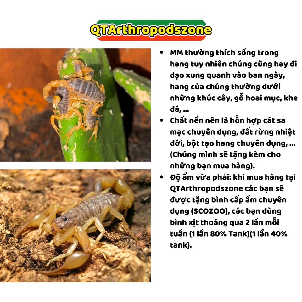 Mesobuthus martensii-duoc-ban-tai-QTArthropodszone (Scorpions Exotic QTVietNam & SpiderHia)