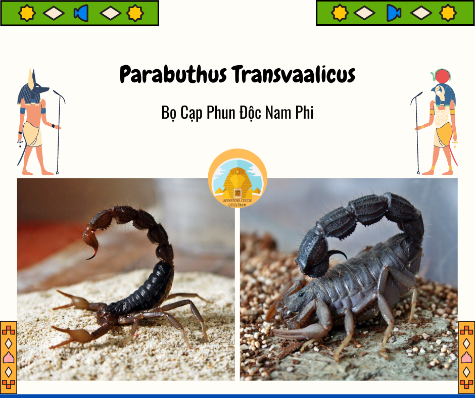 Parabuthus transvaalicus -duoc-ban-tai-QTArthropodszone (Scorpions Exotic QTVietNam & SpiderHia)