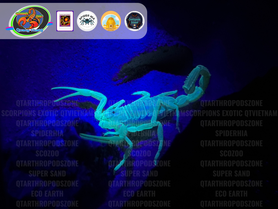 Apistobuthus susanae-duoc-ban-tai-QTArthropodszone (Scorpions Exotic QTVietNam & SpiderHia)