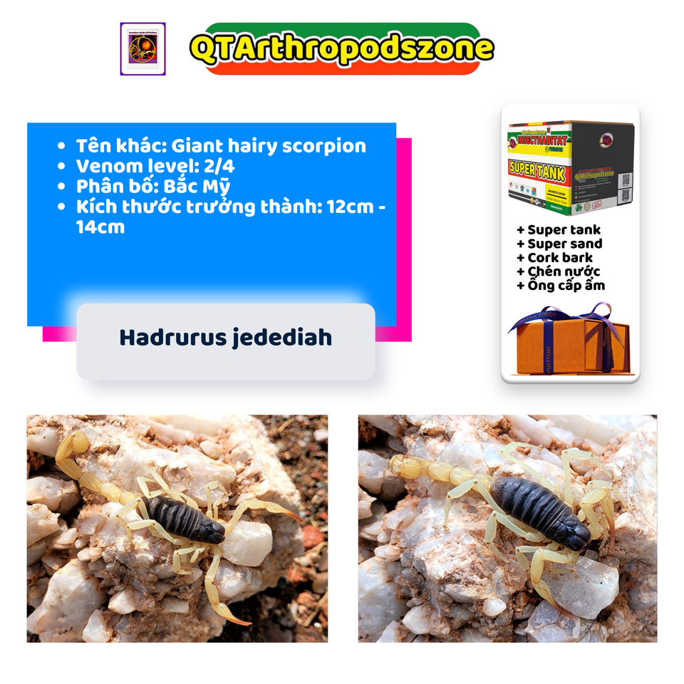 Hadrurus jedediah (Hadrurus spadix) Jedi Black Hairy scorpion-duoc-ban-tai-QTArthropodszone (Scorpions Exotic QTVietNam & SpiderHia)