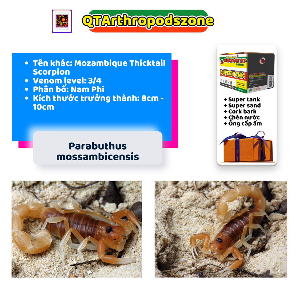 Parabuthus mossambicensis-duoc-ban-tai-QTArthropodszone (Scorpions Exotic QTVietNam & SpiderHia)