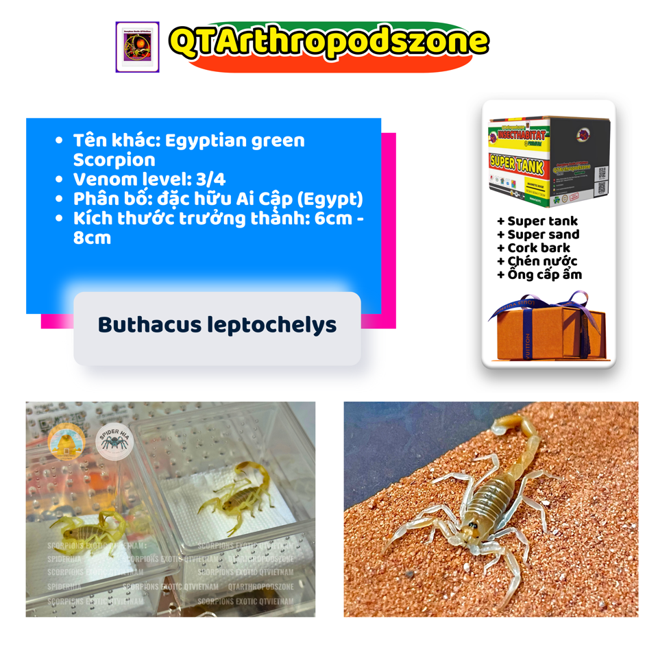 Buthacus leptochelys-duoc-ban-tai-QTArthropodszone (Scorpions Exotic QTVietNam & SpiderHia)