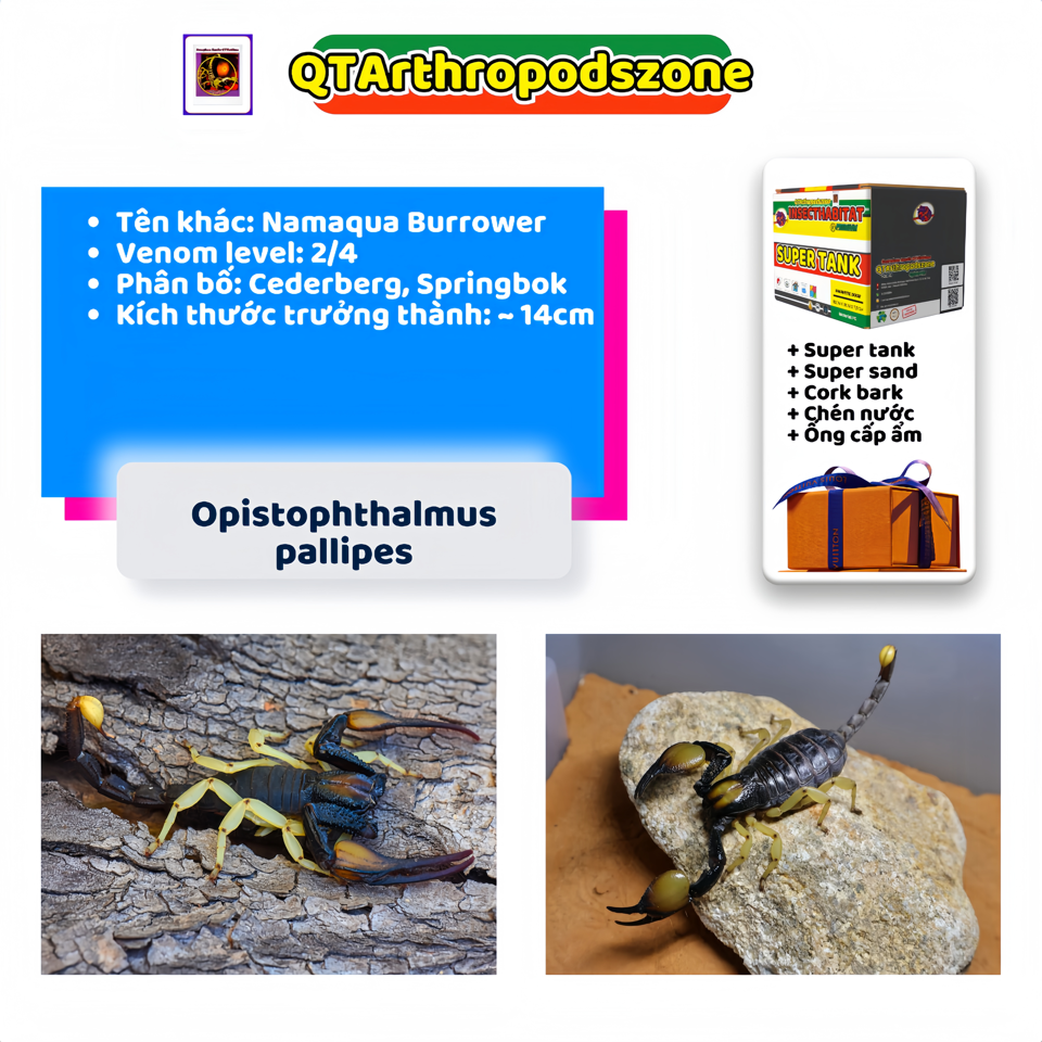 Opistophthalmus pallipes-duoc-ban-tai-QTArthropodszone (Scorpions Exotic QTVietNam & SpiderHia)
