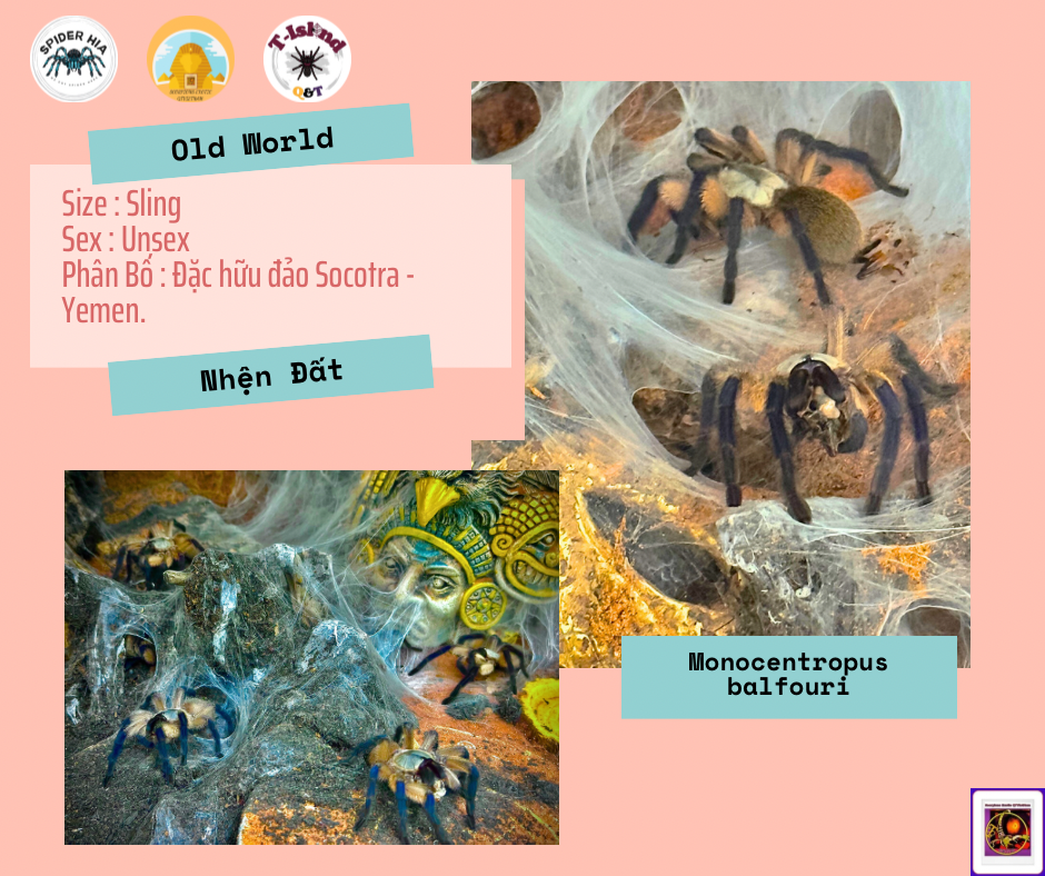 Monocentropus balfouri-duoc-ban-tai-QTArthropodszone (Scorpions Exotic QTVietNam & SpiderHia)