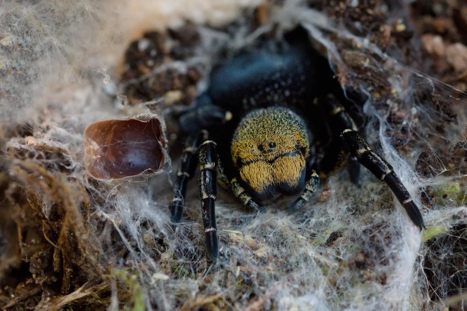 Eresus sp Caspic-duoc-ban-tai-QTArthropodszone (Scorpions Exotic QTVietNam & SpiderHia)