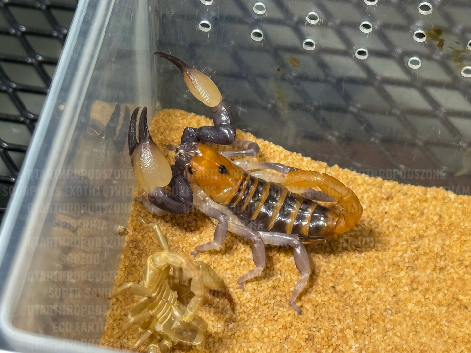 Opistophthalmus carinatus-duoc-ban-tai-QTArthropodszone (Scorpions Exotic QTVietNam & SpiderHia)