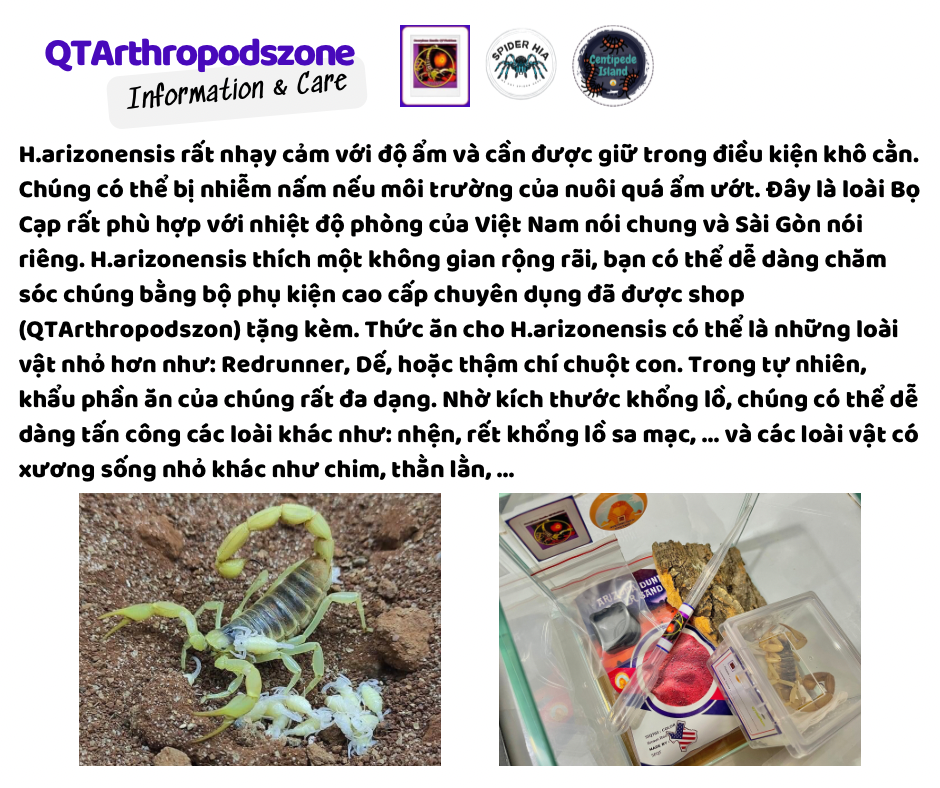 Hadrurus arizonesis-duoc-ban-tai-QTArthropodszone (Scorpions Exotic QTVietNam & SpiderHia)