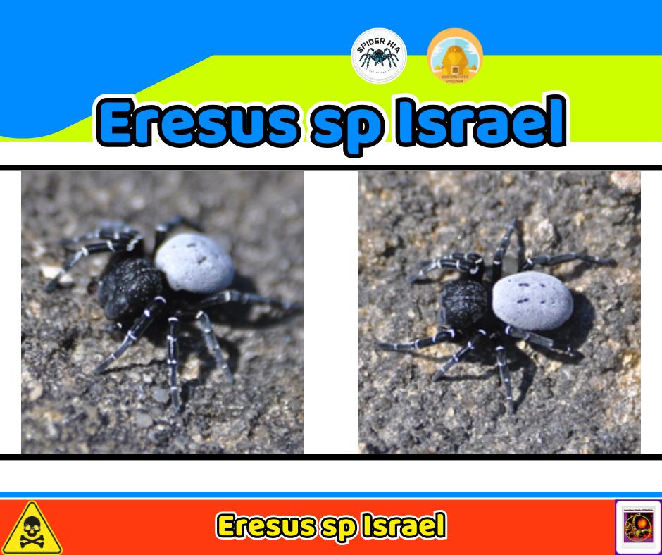 Eresus sp Israel-duoc-ban-tai-QTArthropodszone (Scorpions Exotic QTVietNam & SpiderHia)
