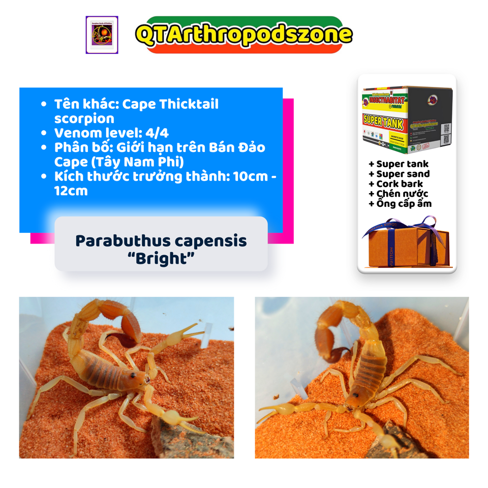 Parabuthus capensis "Bright" morph-duoc-ban-tai-QTArthropodszone (Scorpions Exotic QTVietNam & SpiderHia)