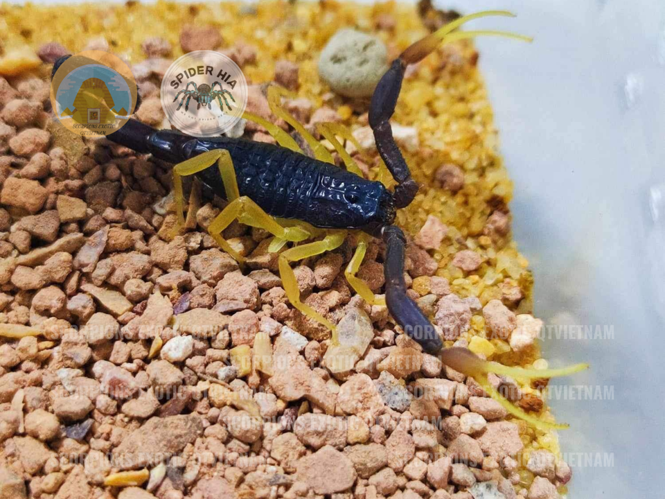 Hottentotta franzwerneri-duoc-ban-tai-QTArthropodszone (Scorpions Exotic QTVietNam & SpiderHia)