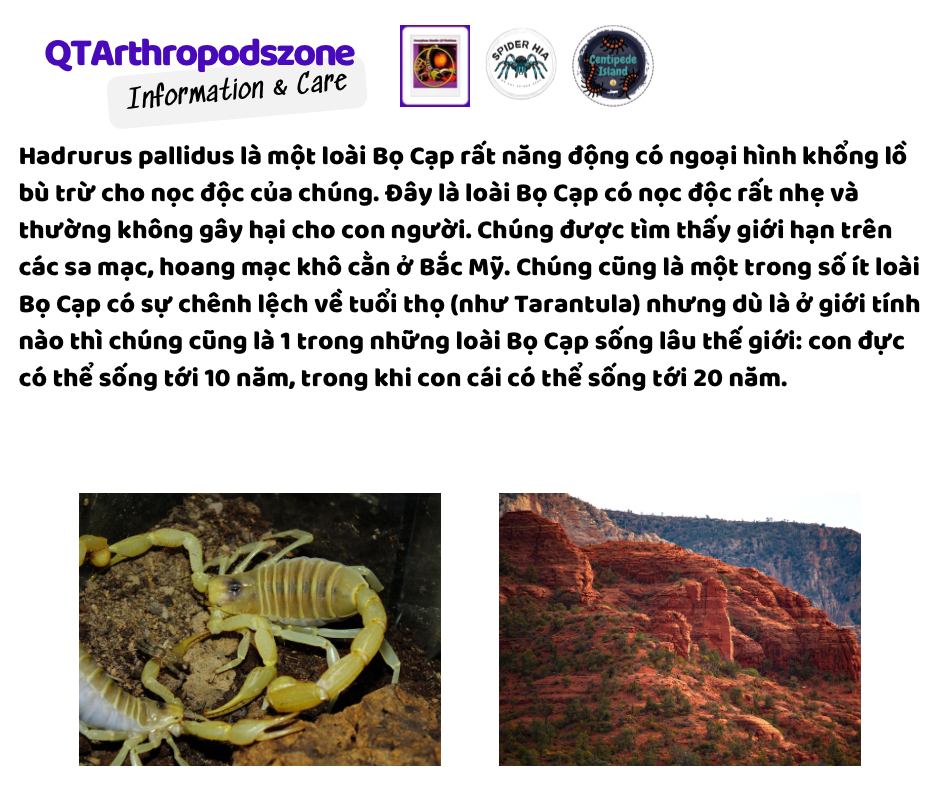 Hadrurus pallidus-duoc-ban-tai-QTArthropodszone (Scorpions Exotic QTVietNam & SpiderHia)