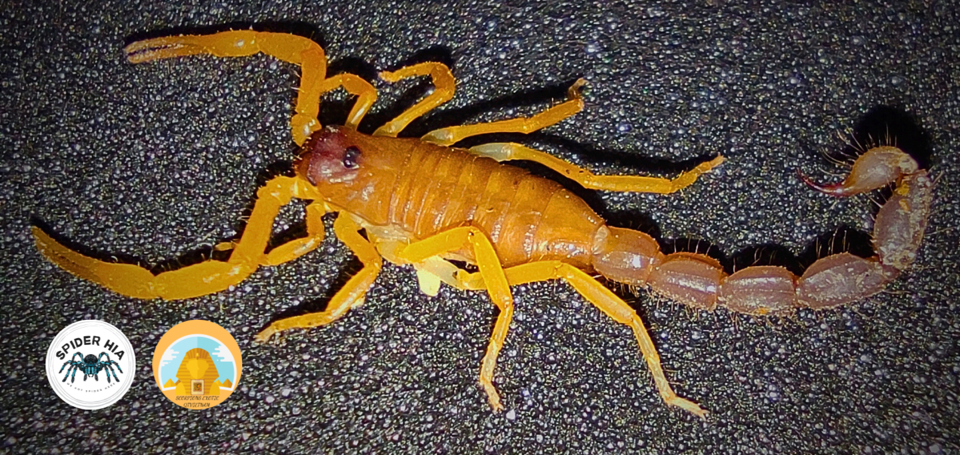 Parabuthus villosus "Orange" morph-duoc-ban-tai-QTArthropodszone (Scorpions Exotic QTVietNam & SpiderHia)