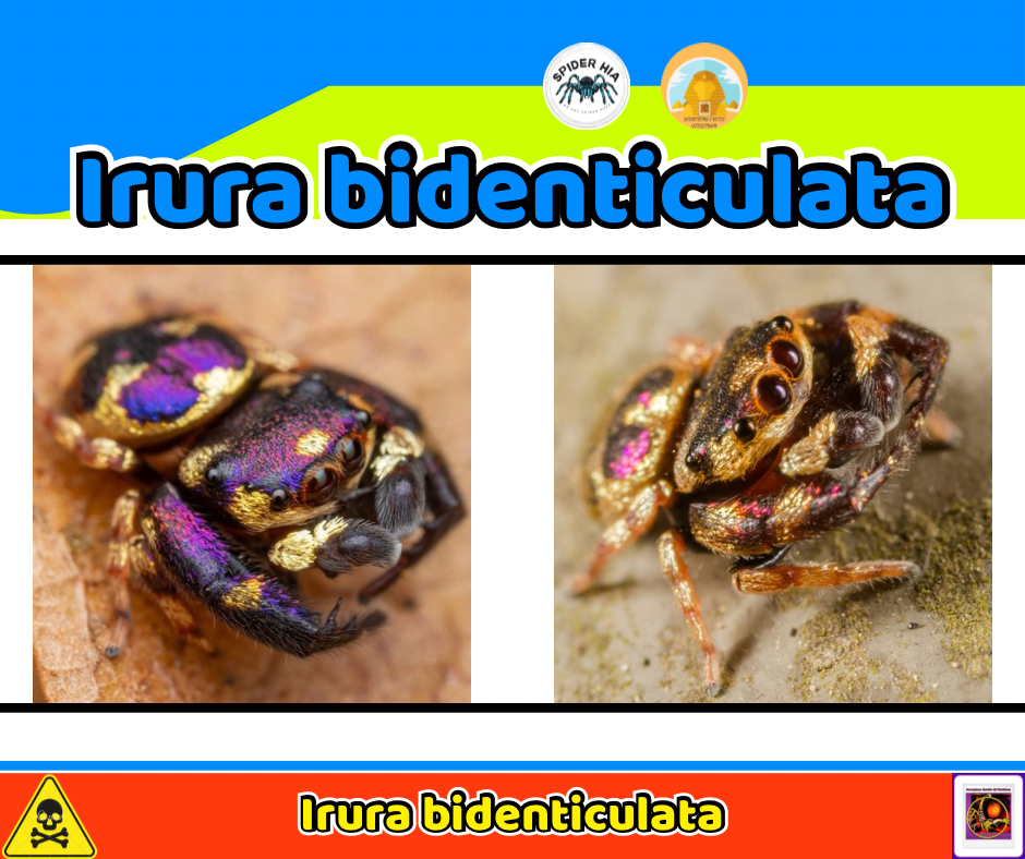 Irura bidenticulata-duoc-ban-tai-QTArthropodszone (Scorpions Exotic QTVietNam & SpiderHia)
