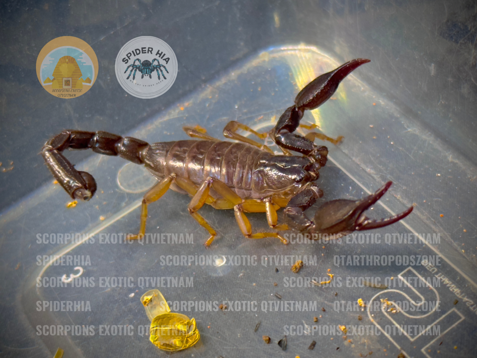 Nebo omanensis -duoc-ban-tai-QTArthropodszone (Scorpions Exotic QTVietNam & SpiderHia)