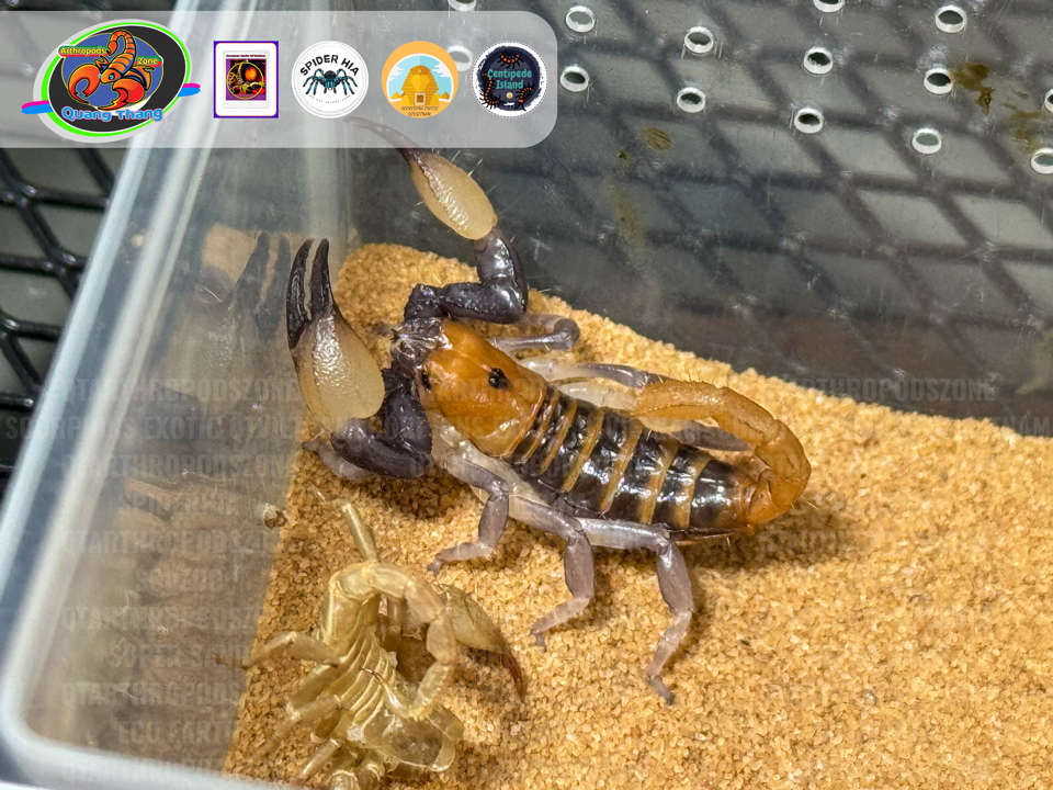 Opistophthalmus carinatus-duoc-ban-tai-QTArthropodszone (Scorpions Exotic QTVietNam & SpiderHia)