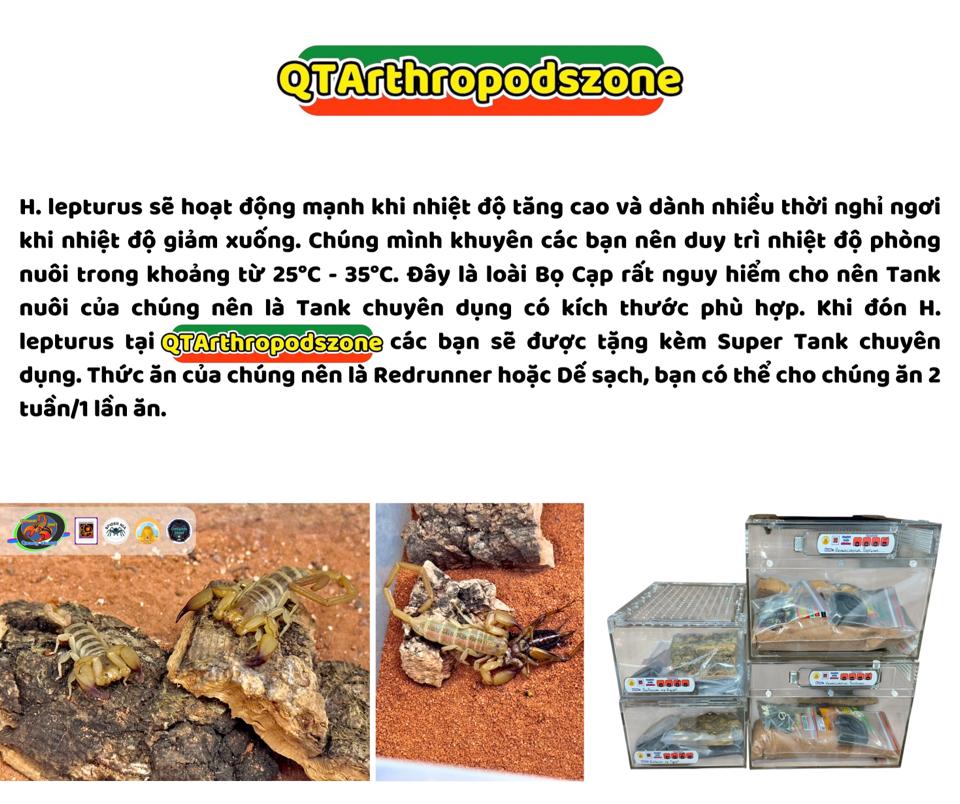 Hemiscorpius lepturus-duoc-ban-tai-QTArthropodszone (Scorpions Exotic QTVietNam & SpiderHia)