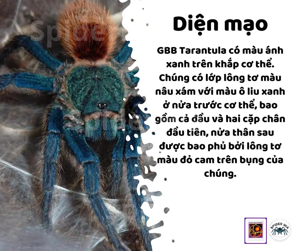 FM 10cm Chromatopelma cyaneopubescens (GBB Tarantula)-duoc-ban-tai-QTArthropodszone (Scorpions Exotic QTVietNam & SpiderHia)