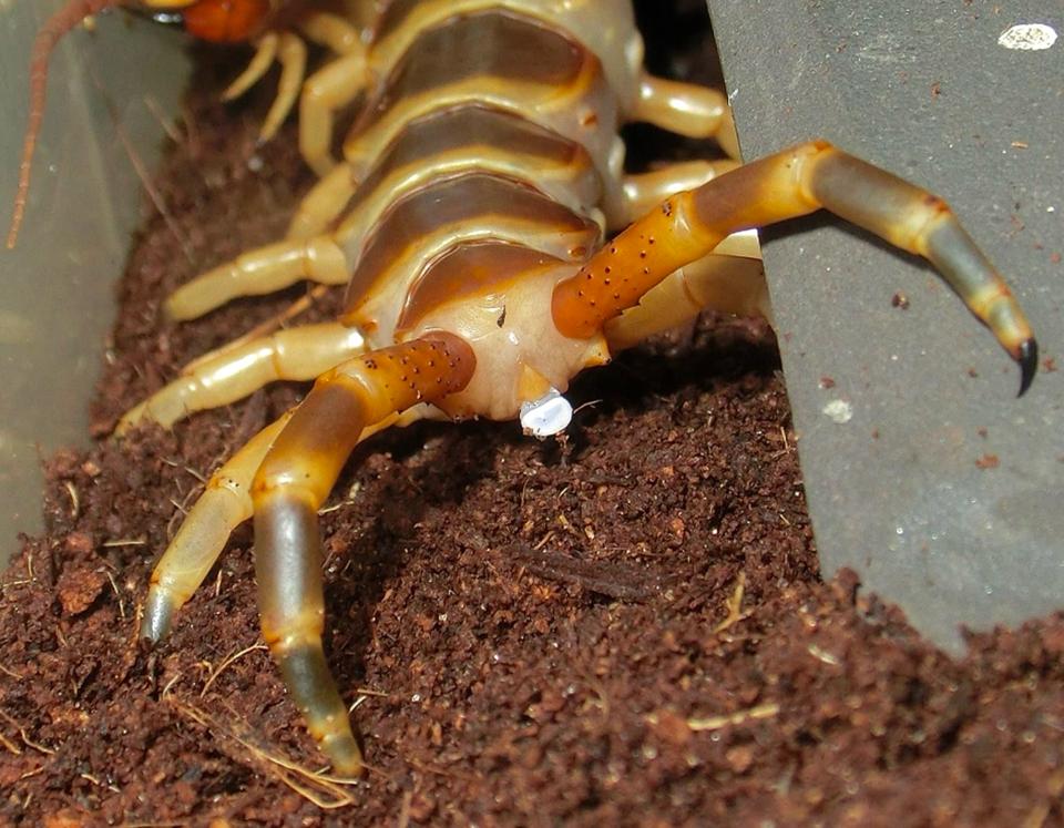 Scolopendra gigantea "Gold" morph-duoc-ban-tai-QTArthropodszone (Scorpions Exotic QTVietNam & SpiderHia)