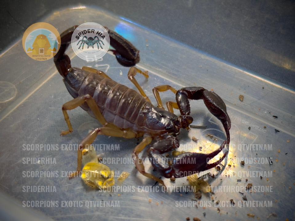 Nebo omanensis -duoc-ban-tai-QTArthropodszone (Scorpions Exotic QTVietNam & SpiderHia)