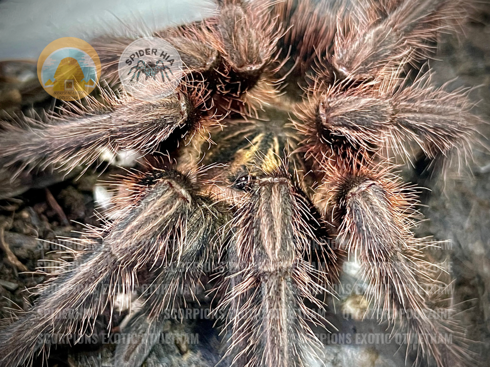 FM 10cm Phormictopus cancerides-duoc-ban-tai-QTArthropodszone (Scorpions Exotic QTVietNam & SpiderHia)
