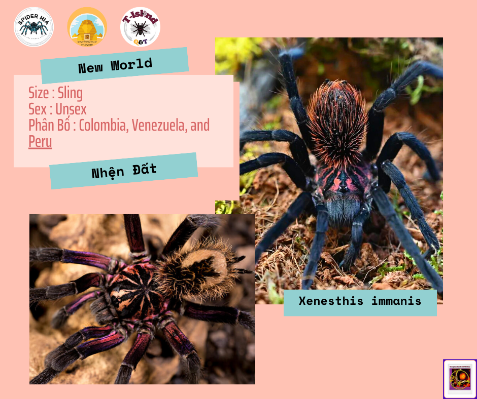 Xenesthis immanis-duoc-ban-tai-QTArthropodszone (Scorpions Exotic QTVietNam & SpiderHia)