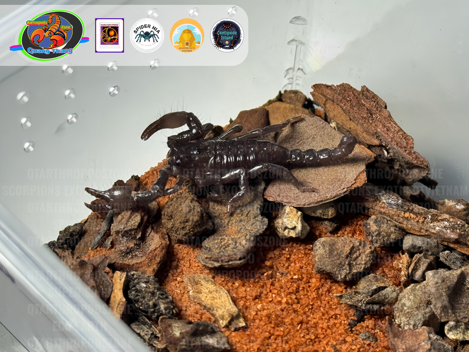 Pandinurus exitialis (Pandinus exitialis)-duoc-ban-tai-QTArthropodszone (Scorpions Exotic QTVietNam & SpiderHia)