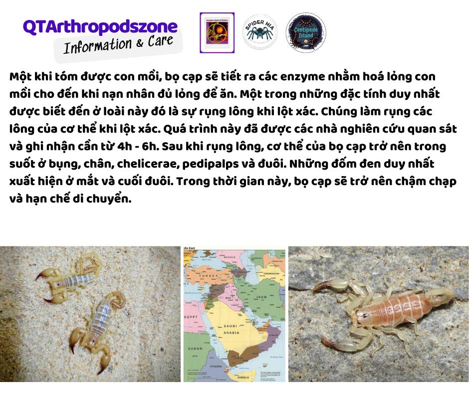 Hemiscorpius lepturus-duoc-ban-tai-QTArthropodszone (Scorpions Exotic QTVietNam & SpiderHia)